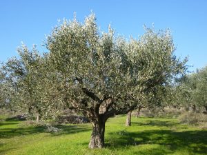 ελαιόλαδο προκαταβολών