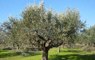 Ισχυρή πριμοδότηση από τα Σχέδια Βελτίωσης για φυτεύσεις νέων ελαιώνων ελιά ελαιόλαδο ARTOLIO αντιμετώπιση εντόμων Ελλάδα προκαταβολών Ελαιοπαραγωγοί