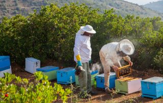 «Υποβολή αιτήσεων στο πλαίσιο υλοποίησης μελισσοκόμους