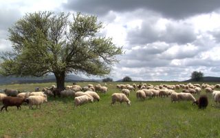 ενισχύσεις βοσκοτόπια εξισωτικής αιτήματα