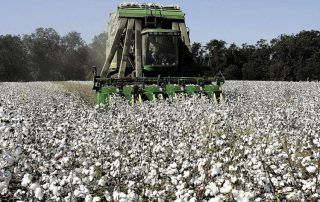 οδηγίες για την καλλιέργεια του βαμβακιού βαμβακοκαλλιέργεια παραγωγή