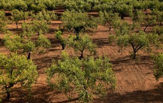 ελαιοπαραγωγοί μαύρη αγορά ελαιολάδου