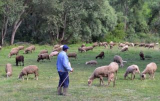 Καταρροϊκός Πυρετός