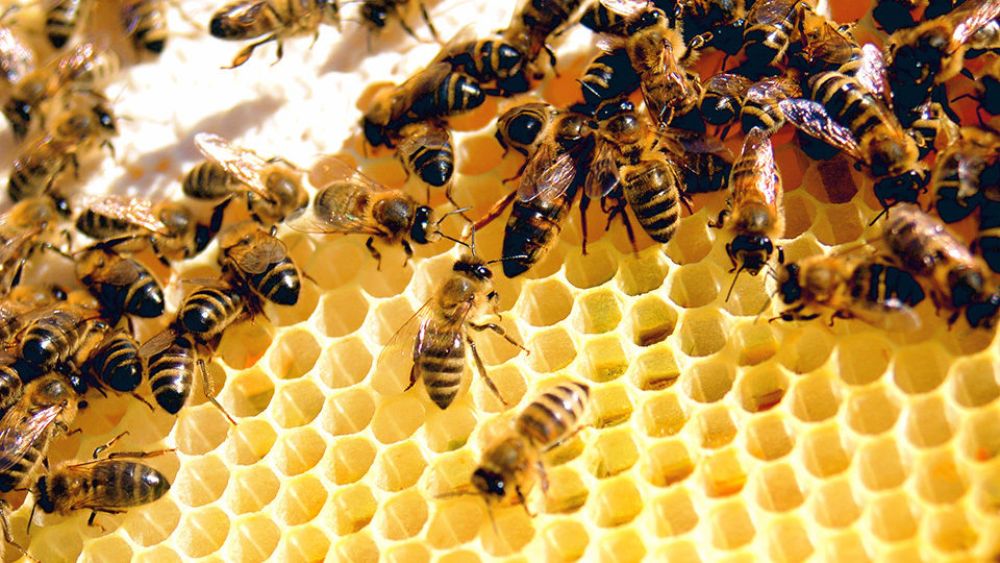 Αιτήσεις μελισσοκομίας