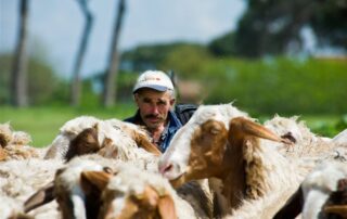 βασική ενίσχυση 2023 έως 25% επιπλέον πόρους ενισχύσεις κτηνοτρόφοι πληρωμή