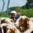 βασική ενίσχυση 2023 έως 25% επιπλέον πόρους ενισχύσεις κτηνοτρόφοι πληρωμή