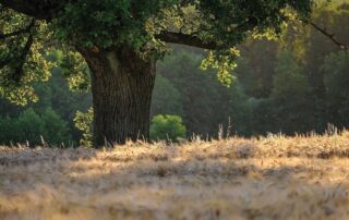 Κυριότητα εκτάσεων Δασικές εκτάσεις