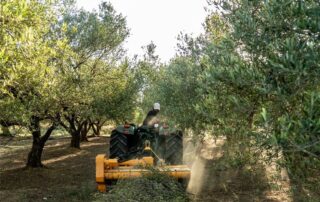 πριμ πρασινίσματος