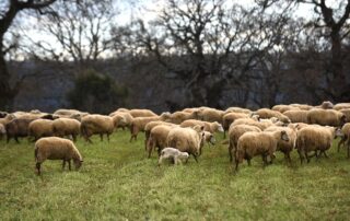 ενισχύσεις αγροτών