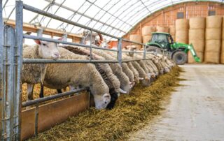 ενίσχυση κτηνοτρόφων