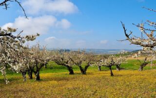 Παράθυρο για de minimis
