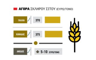 σκληρό σιτάρι