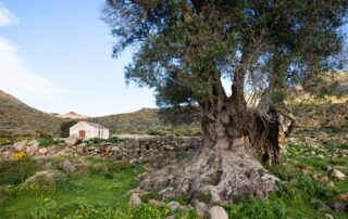 Εγχειρίδιο ΟΠΕΚΕΠΕ για τη συμμετοχή αγροτών στο πρασίνισμα