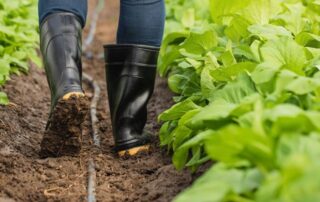 Η επιλογή eco-scheme πρασινίσματος ή προκήρυξης βιολογικών