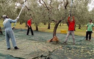 Επιδοτούμενη μετακίνηση εργατών γης για κάλυψη εποχικών αναγκών
