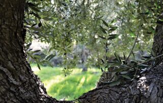 eco-schemes