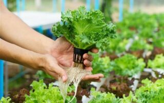 Hydroponics