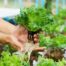 Hydroponics