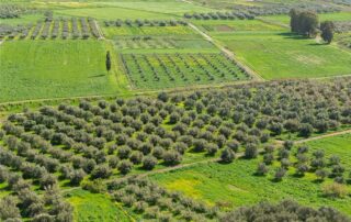 Fields_Messara_plain