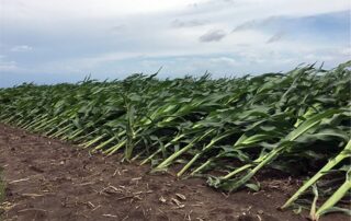 agriculture_01_2