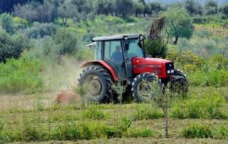 agrotes