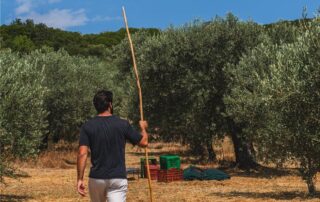 Εξετάζεται εκ νέου η ένταξη της ελιάς στις συνδεδεμένες στο σχεδιασμό της νέας ΚΑΠ, εμπόδιο στέκει το πρόγραμμα των ΟΕΦ elia_23