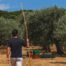 Εξετάζεται εκ νέου η ένταξη της ελιάς στις συνδεδεμένες στο σχεδιασμό της νέας ΚΑΠ, εμπόδιο στέκει το πρόγραμμα των ΟΕΦ elia_23