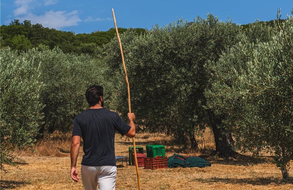 Εξετάζεται εκ νέου η ένταξη της ελιάς στις συνδεδεμένες στο σχεδιασμό της νέας ΚΑΠ, εμπόδιο στέκει το πρόγραμμα των ΟΕΦ elia_23